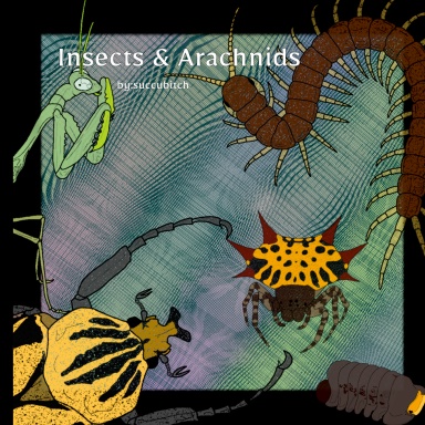Insects & Arachnids
