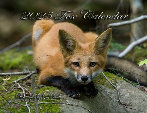 2025 Fox Calendar
