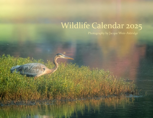 Wildlife Calendar 2025