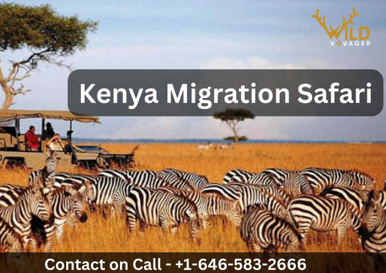 Kenya Migration Safari by WildVoyager Pvt Ltd