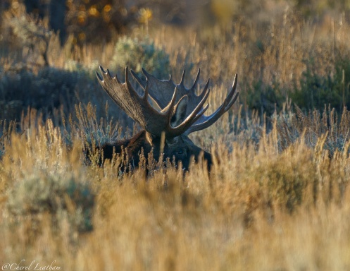 Wildlife