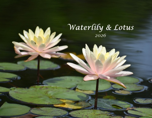 Waterlilies - 2026