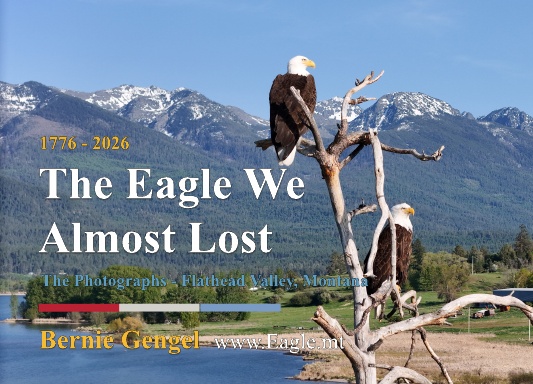 The Eagle We Almost Lost