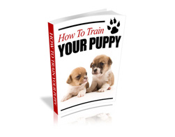HOW TO TRAIN YOUR PUPPY