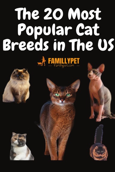 The Most Popular Cat Breeds in America