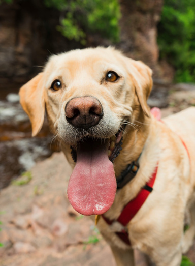 Care for your dog