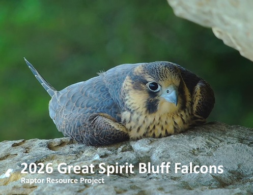 2026 Great Spirit Bluff Falcons