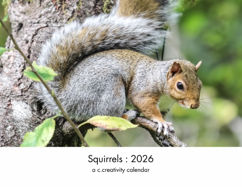 Squirrels