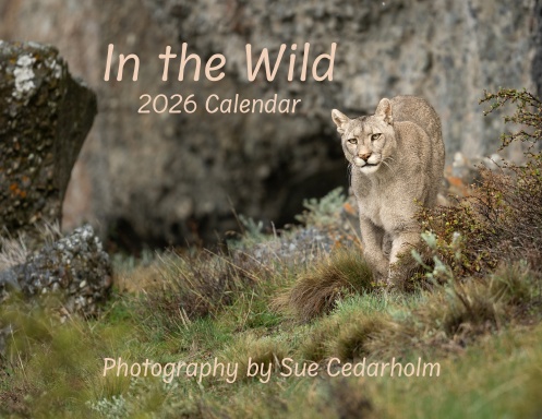2026 Calendar