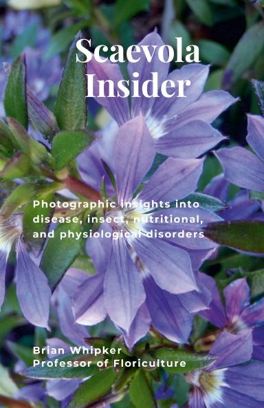 Scaevola Insider