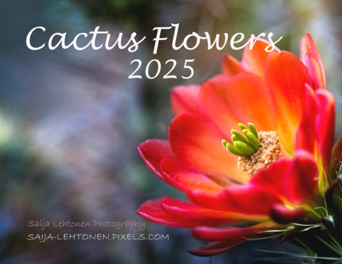 Cactus Flowers 2025