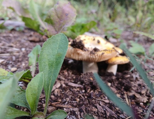 Wild Fungi