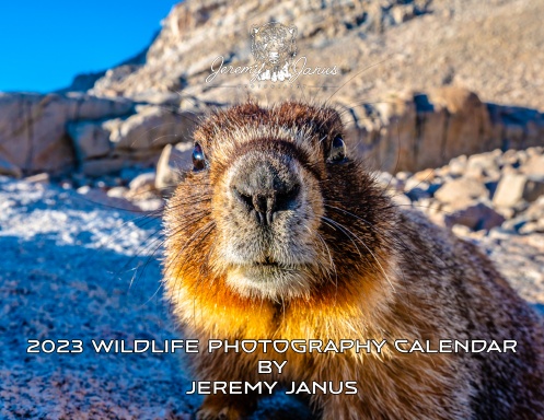 2023 Wildlife Photography Calendar by Jeremy Janus
