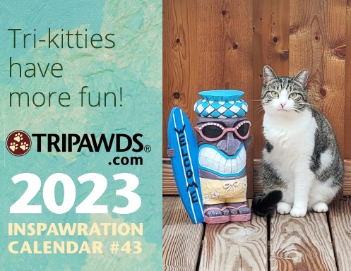 2023 Tripawds Calendar #43 - Three Legged Cats