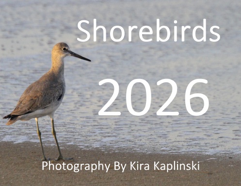 Shorebirds - Calendar 2026
