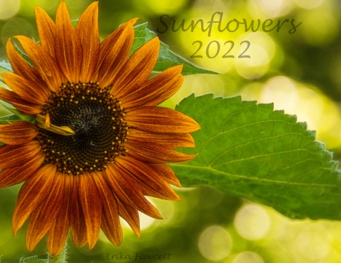 2022 Sunflowers