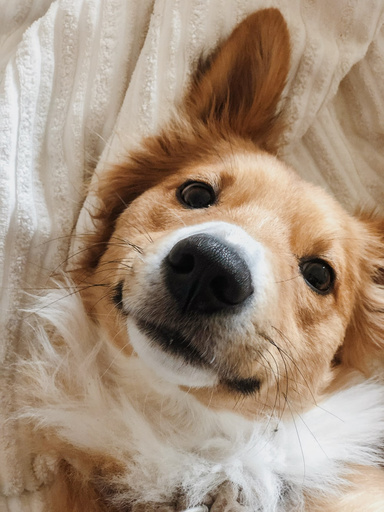 Dog Syqling