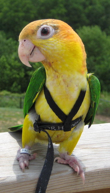 Train your Birds