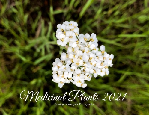 Medicinal Plants 2021