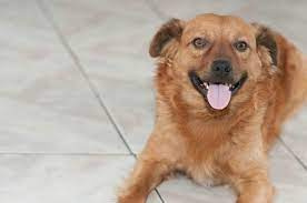 Dog Syqling