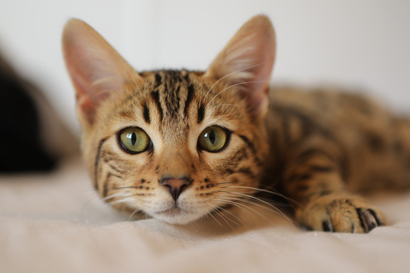 Curb the cat