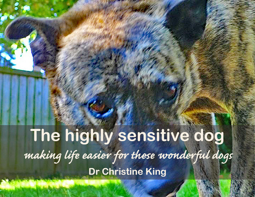 The highly sensitive dog