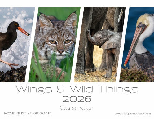 Wings & Wild Things - 2026 Calendar