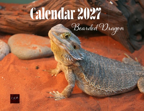 Bearded Dragon