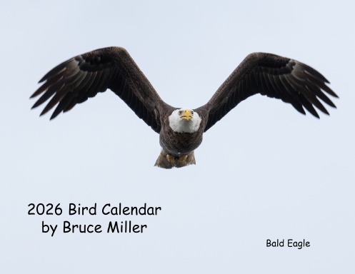 2026 Bird Calendar