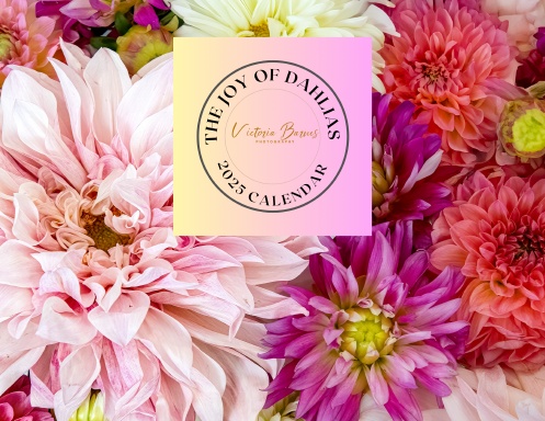 Victoria Barnes Photography 2025 Calendar - Dahlias