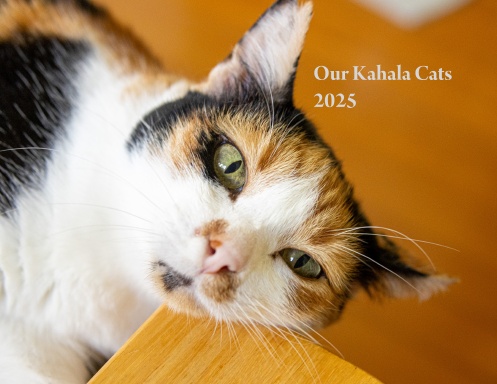 Our Kahala Cats