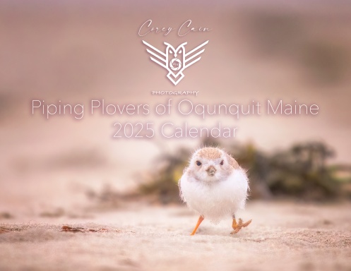 Piping Plovers of Ogunquit 2025 Calendar