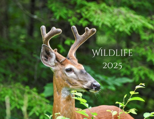 Wildlife 2025
