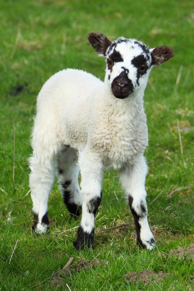 Little Lost Lamb