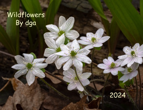 2024 Wildflowers By Dga   Kvnd2k7 Front Shortedge 384 