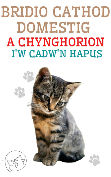 Bridio Cathod Domestig a Chynghorion i'w Cadw'n Hapus