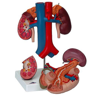 ABDOMEN PARA PRINCIPIANTES
