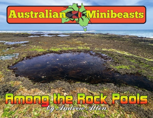 Among the Rock Pools