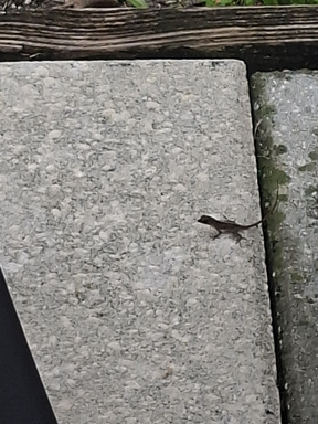 Blutflecken