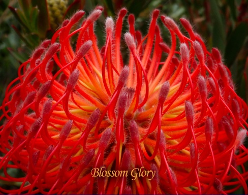 Blossom Glory