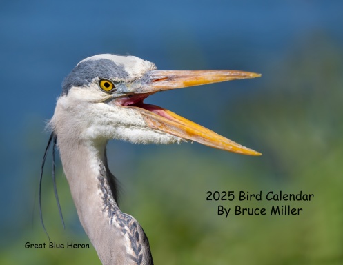 2025 Bird Calendar