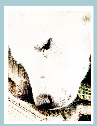 Paws & Colors: A Dog Lover's Coloring Adventure