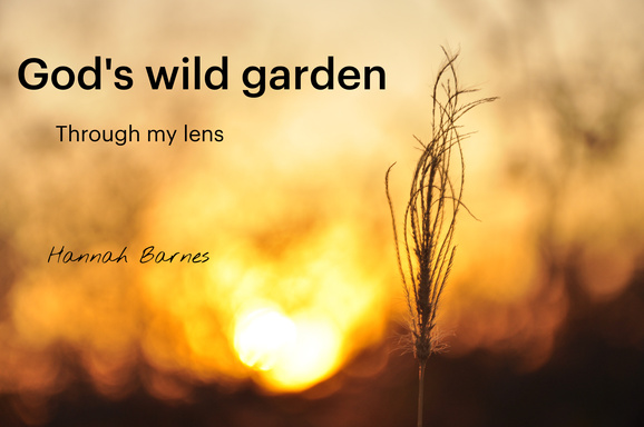 God's wild garden