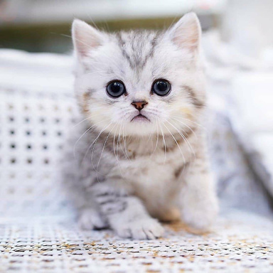 Curb The Cat