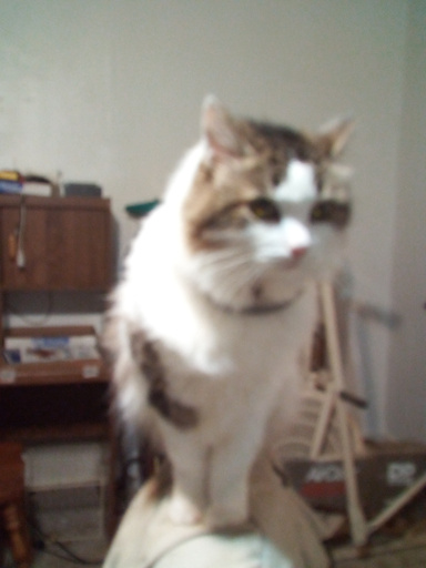 A Cats World