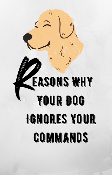 Reasons Why Your Dog Ignores Your Command