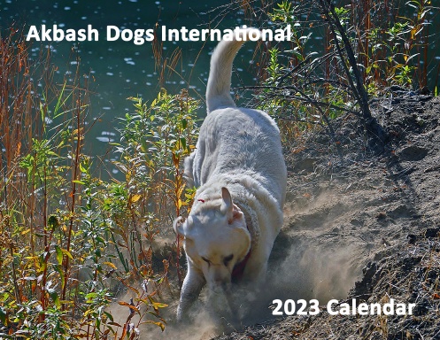 Akbash Dogs International 2023 Calendar