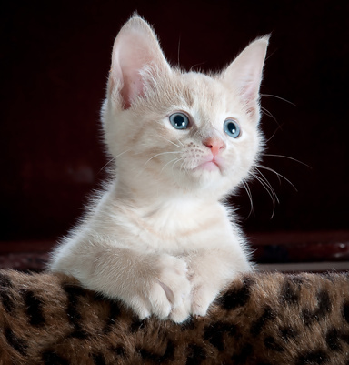 curb the cat