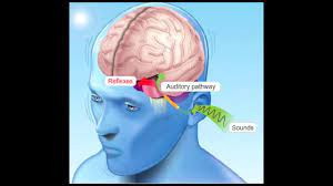 Powerful Brain and Hearing Support