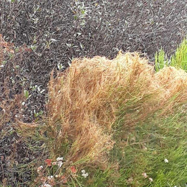 Golden Bough